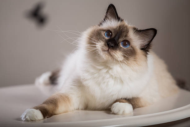GranataPet Cat Food